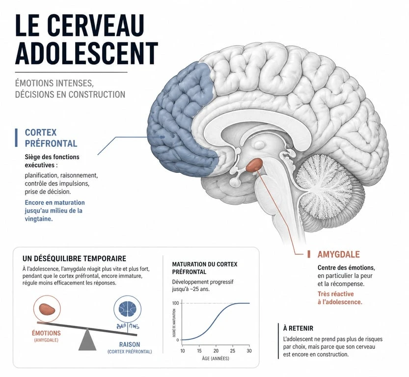 Schéma du cerveau adolescent : cortex préfrontal et amygdale pour comprendre l'adolescence