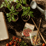 quand planter tomates cerises jeunes plants godets