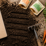 Quand semer les carottes calendrier semis sillons graines