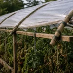 Abri tomates fait maison : structure ouverte contre le mildiou