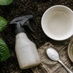 Bicarbonate pour tuer chenilles : pulvérisateur et mélange prêt à traiter les plantes