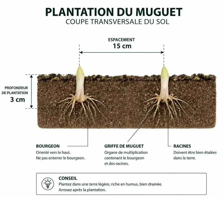Schéma explicatif de la plantation du muguet : profondeur et espacement des griffes