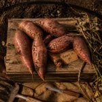 Quand récolter les patates douces avant le gel, tubercules fraîchement arrachés