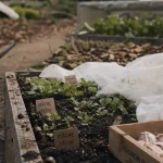Que planter en octobre au potager : semis et protection avant l’hiver