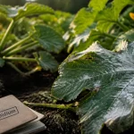 Traitement oidium courgette : feuille de courgette couverte de blanc poudreux